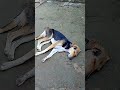 Teri sari ishq bhula dunga tu jo mange bhula dunga yah wale gane bhi acchi acchi doll#shorts #viral
