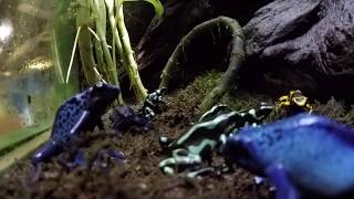 Poison Dart Frogs Feeding