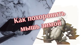 Как похоронить мышь зимой