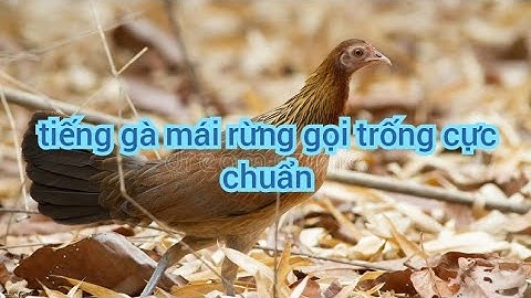 tiếng gà mái rừng gọi trống cực chuẩn, suab poj seev tuaj zoo