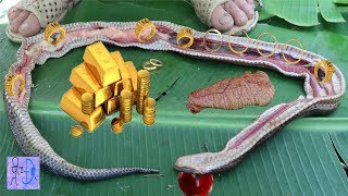 Mổ Bụng Rắn Thần Phát Hiện Kho Báu Vàng Trong Bụng Rắn. Amazing ! Gold In The Belly Of Snake