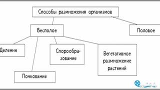 Способы размножения растений. Биология в стихах 6 класс.