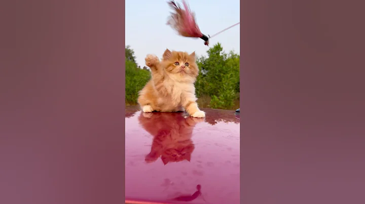 Cute kitty 💕🫶 | Cat sound | kitten meowing | Persian cat price | Meow meow #cat