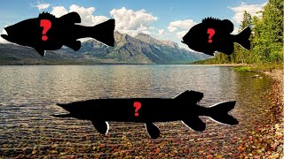 Freshwater Fish Identification Quiz