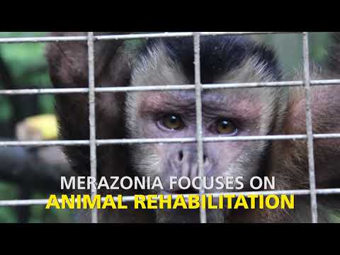 Volunteer with Animals in the Amazon Rainforest: Merazonia