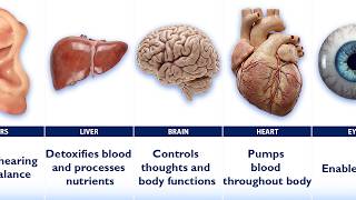 All Body Organs Explained Simply