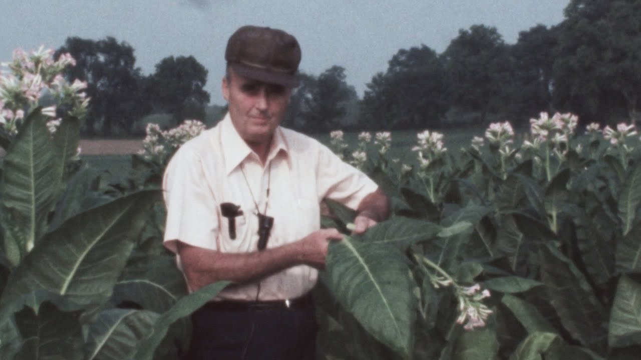 Ira Massie Tobacco Varieties
