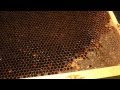 Queen ESCAPED - life of a beekeeper