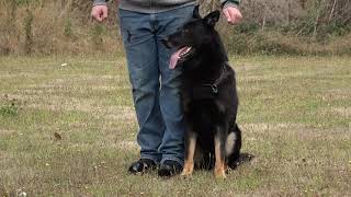 Kraftwerk K9 German shepherd high level obedience in protection!