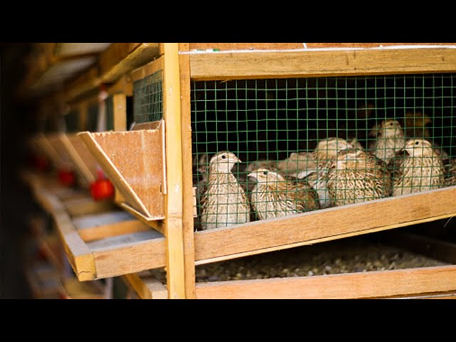 DIY CHEAP 3 LAYERED QUAIL CAGE│Building a new layer Cage with superb design! Quail raising Tips class=