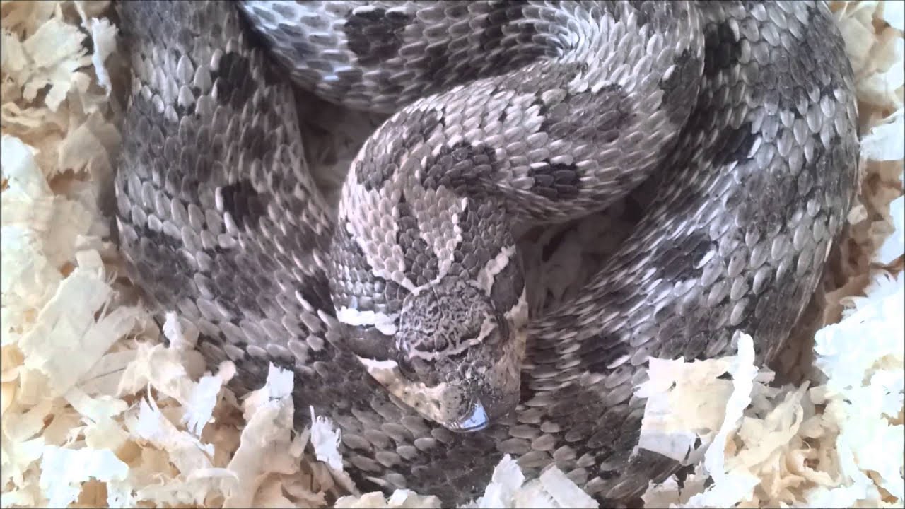 Hognose snake in defense mode (Heterodon nasicus) - YouTube