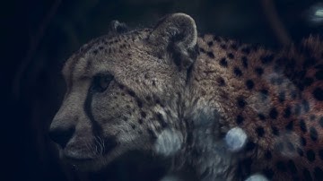 A quick look at Luminary glass light leak effects for video