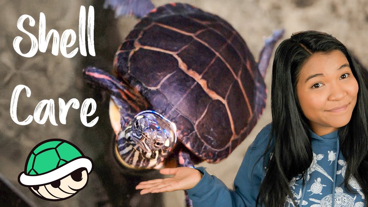 Secrets to a healthy, beautiful tortoise shell! 