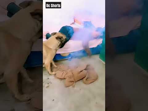 Dog 🐕 saved from Fire 🔥 #trending #viral #shorts #short