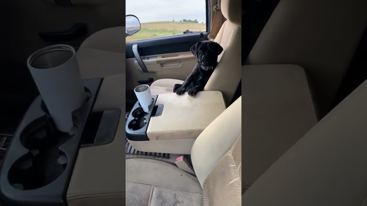 Good Boy Pork Chop. #dogs #dogshorts  #funnyanimals #funny #funnypets #cute #petvideos #pets