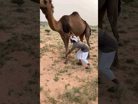 طريقة عقل الناقة