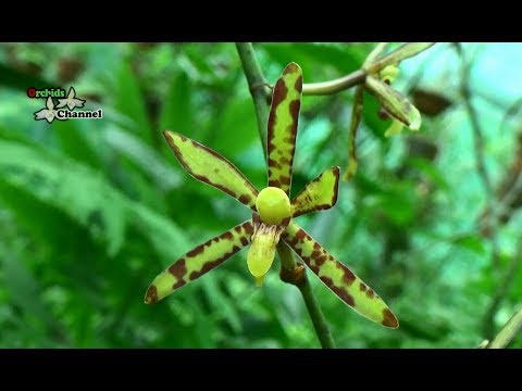 Arachnis labrosa - The Lip Like Arachnis orchid | phong lan nhện kim chi | lan nhện thái | Foci