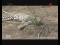 Охота на леопарда в Танзании . 2018