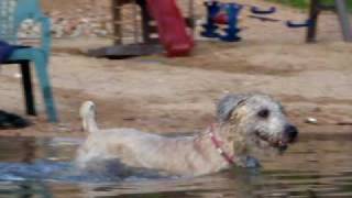 Soft Coated Wheanten Terrier out for a swim by Paulina0618 769 views 14 years ago 2 minutes, 55 seconds