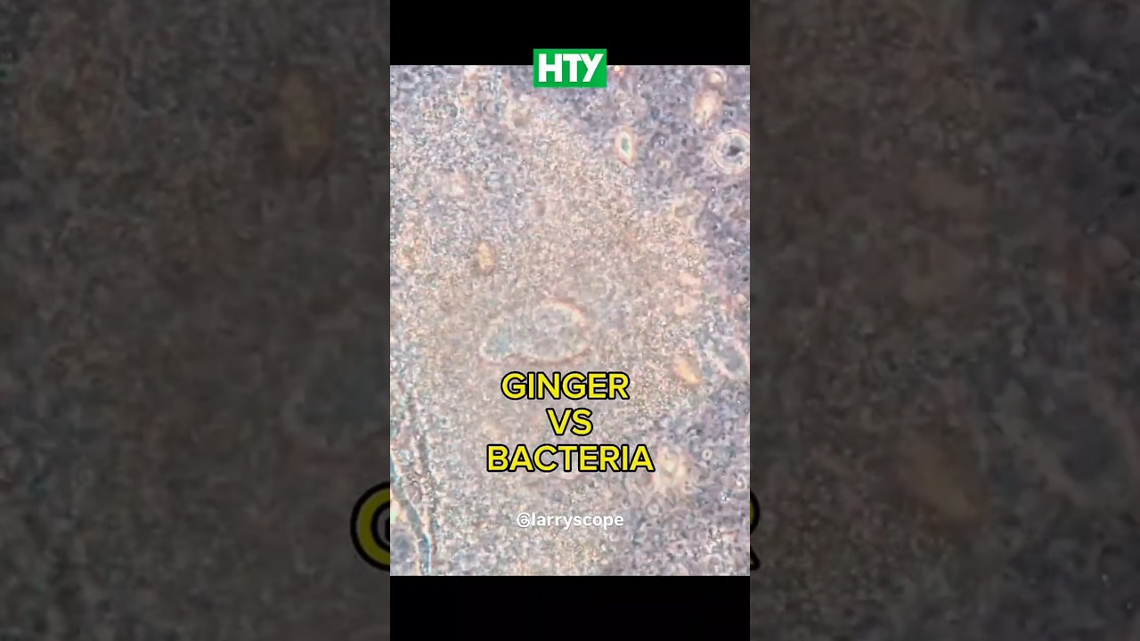 Ginger vs. Bacteria Under the Microscope! 🦠🫚