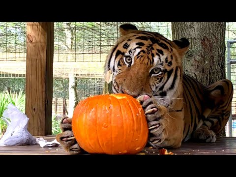 Big Cats Smashing Pumpkins