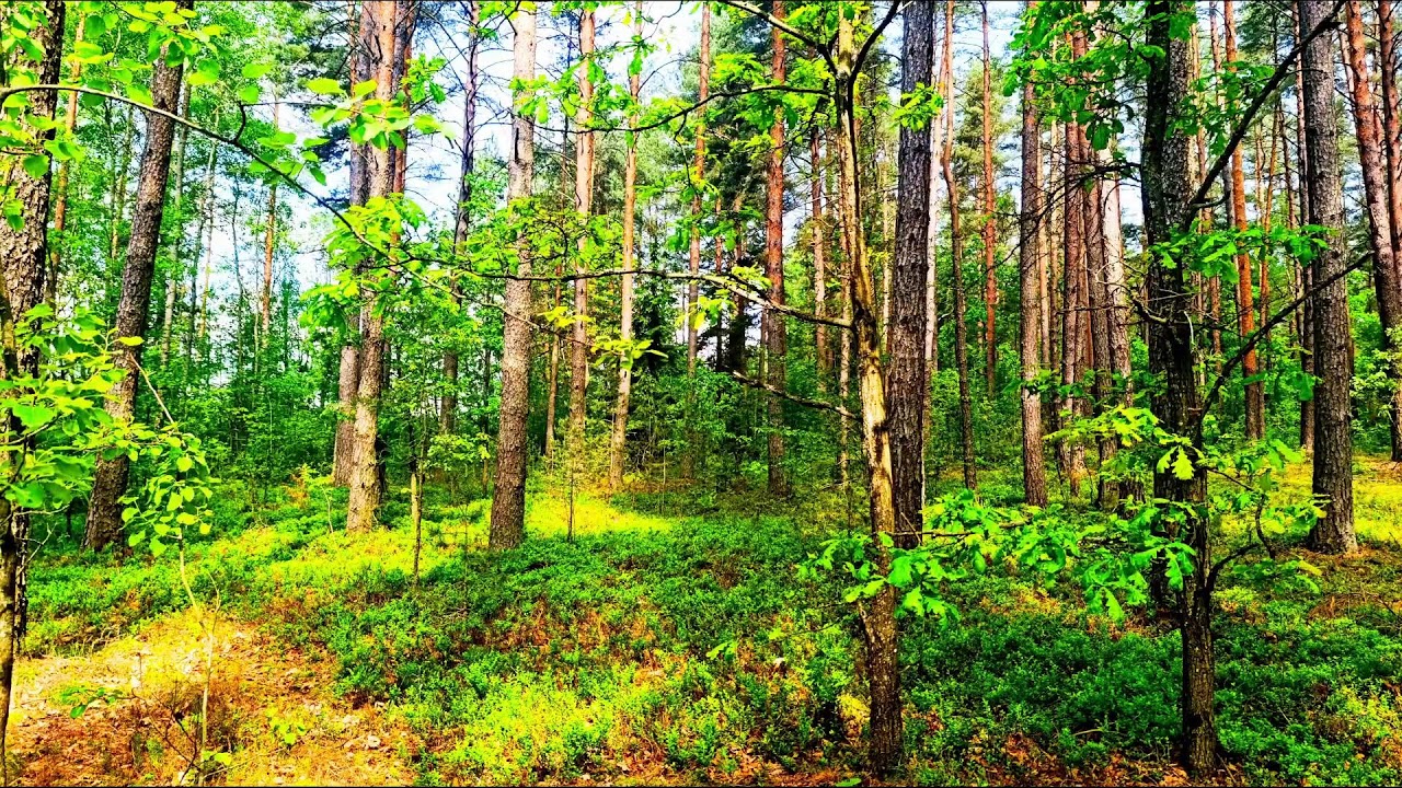 Звуки леса в формате 4K для успокоения 🌿 Умиротворяющее пение птиц и зелень для релаксации🌿