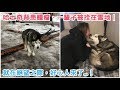 15歲哈士奇背患腫瘤、被拴在雪地、一輩子沒進過室內！就在絕望之際，好心人來了...！