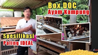 KANDANG ANAK AYAM KAMPUNG YANG BAGUS