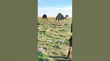 ربابه لحن بدوي 