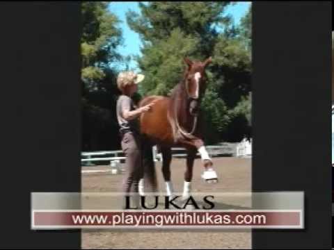 Lukas, World's Smartest Horse, www.PlayingWithL......