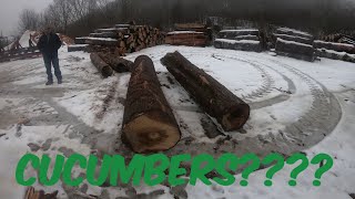Sawing Cucumbers by Andruw's Lumber  4,996 views 4 months ago 27 minutes