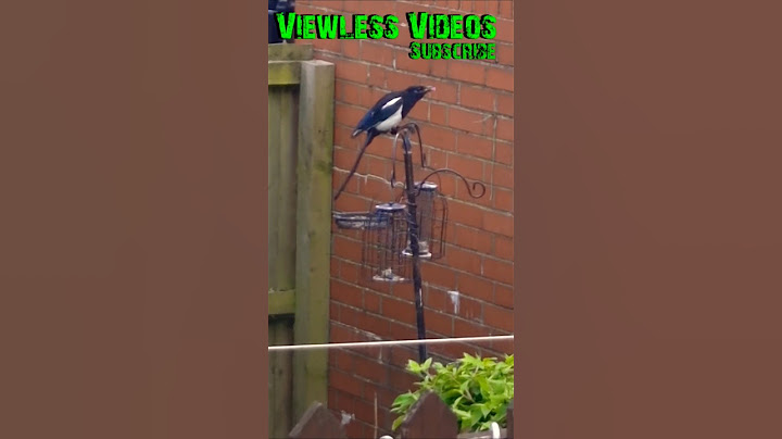 Magpie Stops Briefly to Feed, Then Flies Off #backyardbirds #birdcommunity #magpies