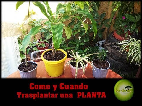 Vídeo: Trasplantament de Lantanas: quan i com trasplantar una planta de Lantana