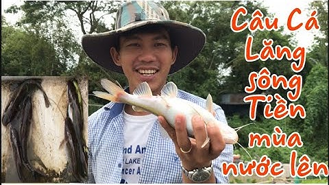 Câu cá Lăng bằng mồi này thì giật mỗi tay