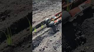 Automated Green Onion Transplanter for Efficient Farming