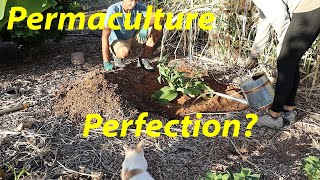 Will This Plant Change Everything? | Permaculture's Perfect Chop & Drop