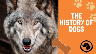 The History of Dogs!  Or are they Wolves? | DOG BLOG 🐶 #BrooklynsCorner by Brooklyns Corner 210 views 6 months ago 5 minutes, 48 seconds