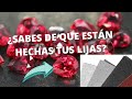 🏆 ¿Quién es el SEGUNDO lugar en el MUNDO?🌎🥈
