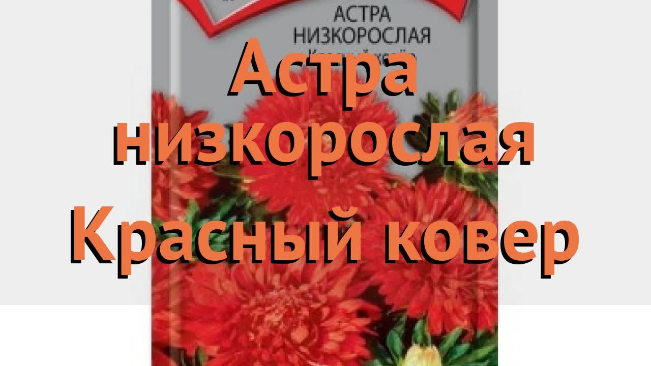 Декоративные особенности Астры Красный ковер