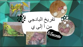 النجاح في تفريخ البادجي من الألف للياء