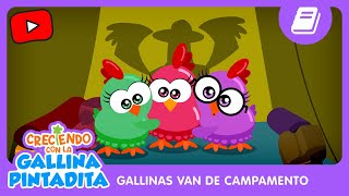 Creciendo con la Gallina Pintadita | Las Gallinas van de Campamento