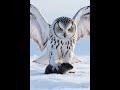 “Top 5 सबसे खतरनाक शिकारी पक्षी 😱 | Deadliest Birds of Prey”