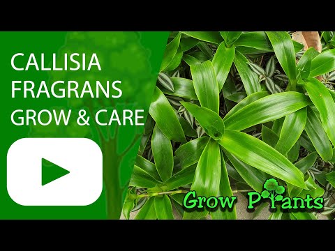 Wideo: Callisia Basket Plants: Dowiedz się więcej o uprawie Callisia Plant