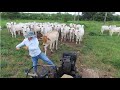 INESQUECÍVEL FINAL DE SEMANA NA FAZENDA | DIA DE TURISMO E TRABALHO RURAL | FOMOS DE GIRICO NO PASTO