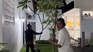 INFO KEMBANG TANDURAN OPOAE BWOS | PENGEN NDUWE OMAH ADEM RUMBUK UWIT BEN HIYUPPPP RINDANG~ ~ 