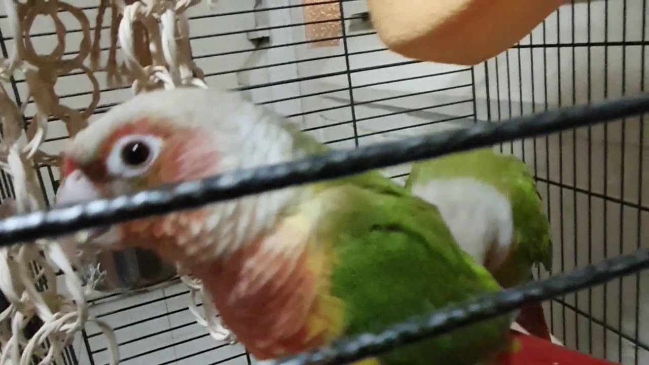 Pet Dedicated  -  Pets being Pets #1