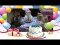 「絶対に笑う」あり得ないことをする犬★おもしろい犬のハプニング, 失敗画像集 #15