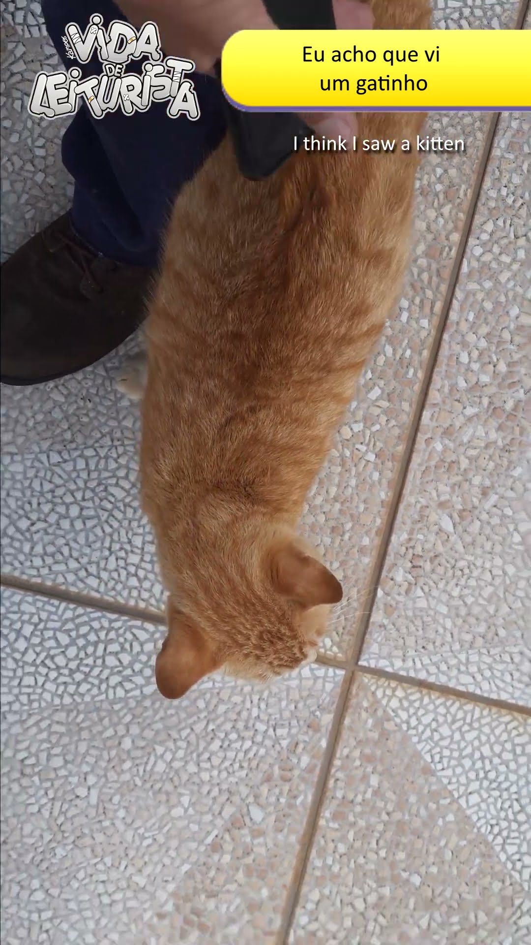 Acho que vi um gatinho