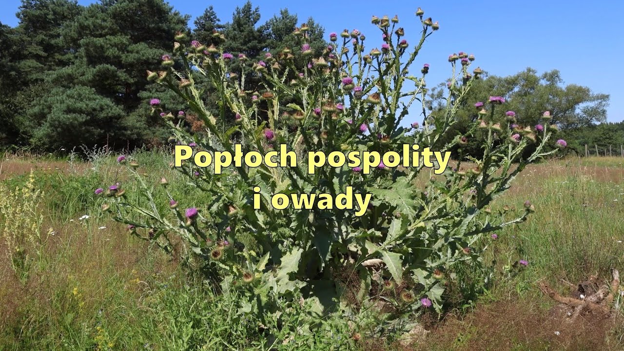 Owady i rośliny - popłoch pospolity (Onopordum acanthium).