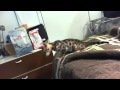 Serengeti  cat  (moogli)   play mouse の動画、YouTube動画。